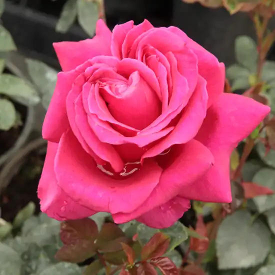 Trandafiri online - Roz - trandafir teahibrid - trandafir cu parfum intens - Rosa Görgény - Márk Gergely - ,-